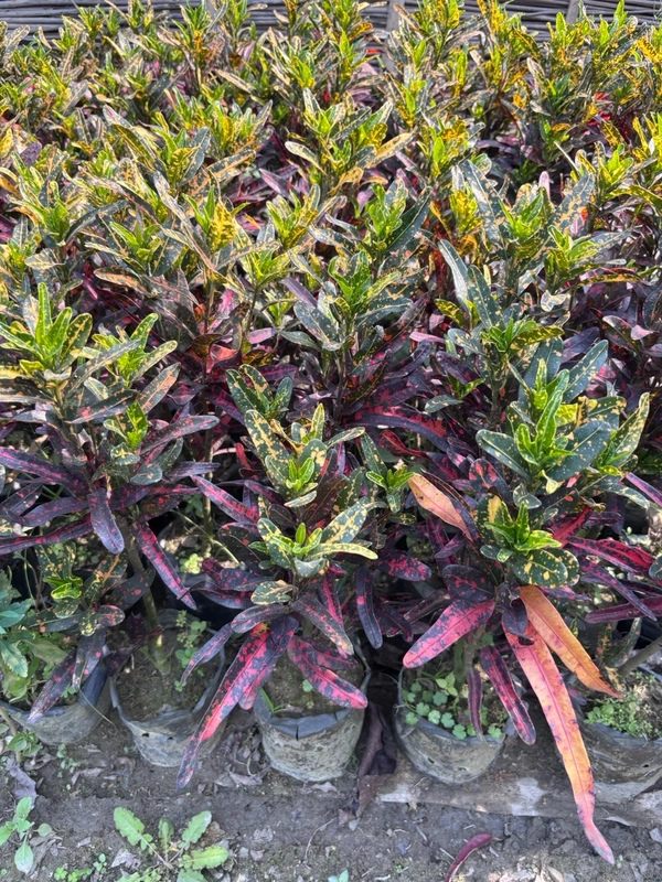 Magnificent Croton