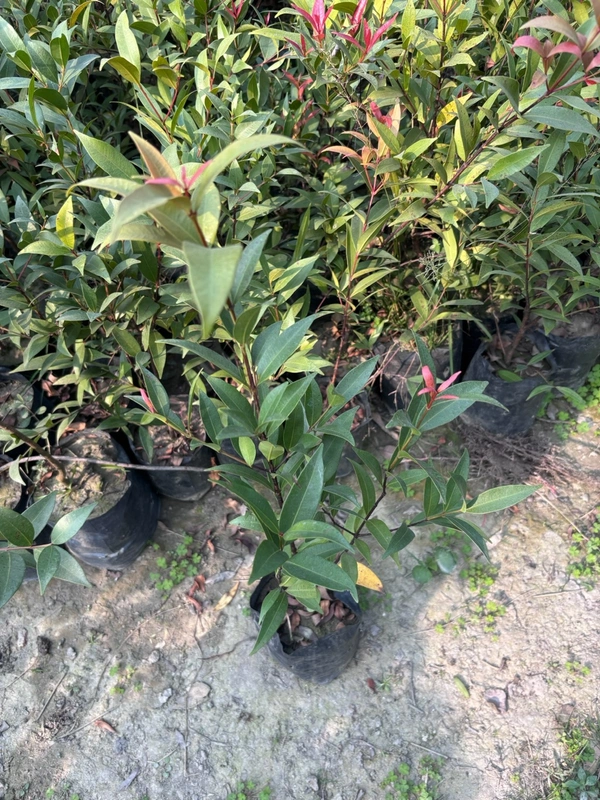 Syzygium - Allyn Magic