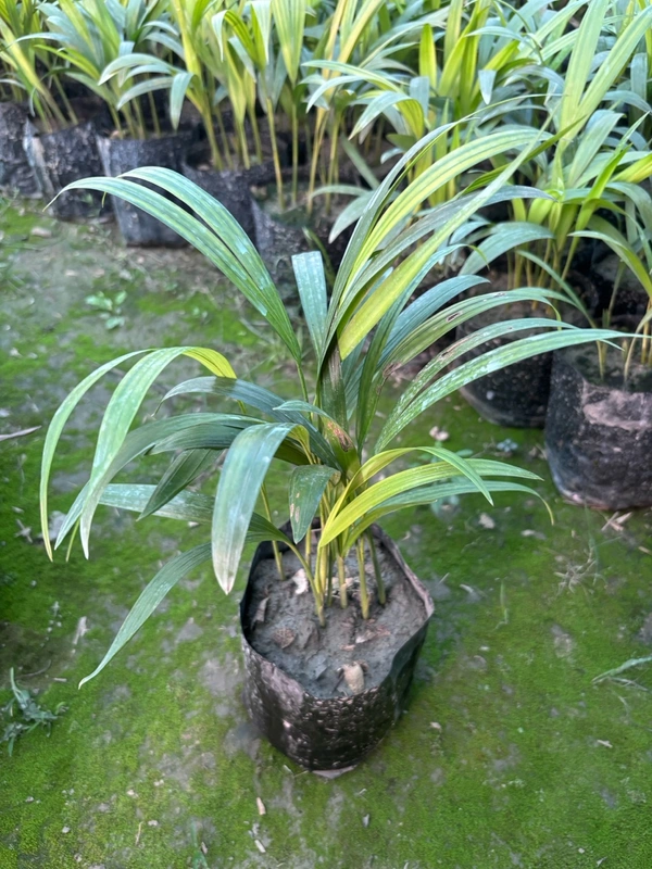 Areca Palm Small