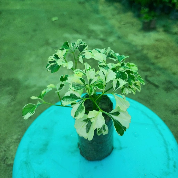Aralia Variegated Sapling (100 Pcs.)