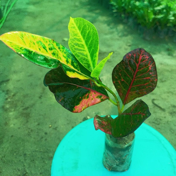 Petra Croton Sapling (100 Pcs.)