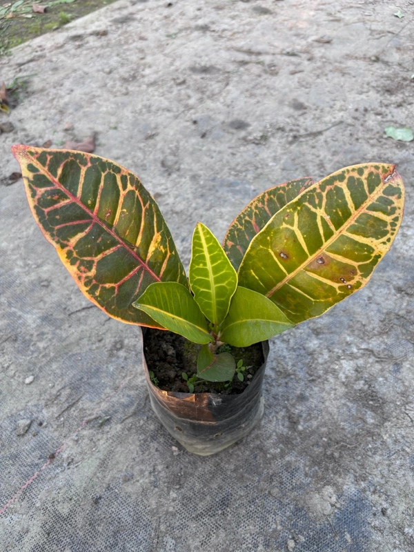 Croton Petra Red