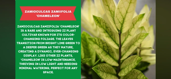 ZZ-CHAMELEON