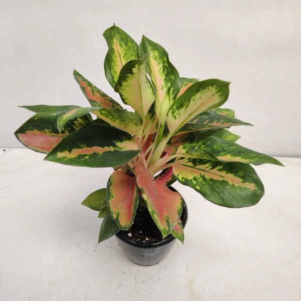 Aglaonema Cochin Chameleon