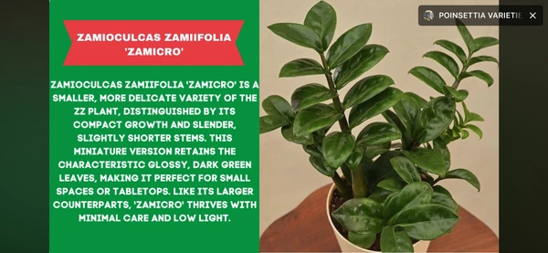 ZZ-ZAMICRO