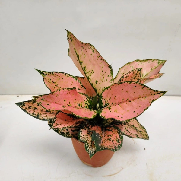 Aglaonema Kumkum Magenta - Plastic Handle