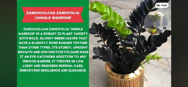 ZZ-JUNGLE WARRIOR - 1 kg.