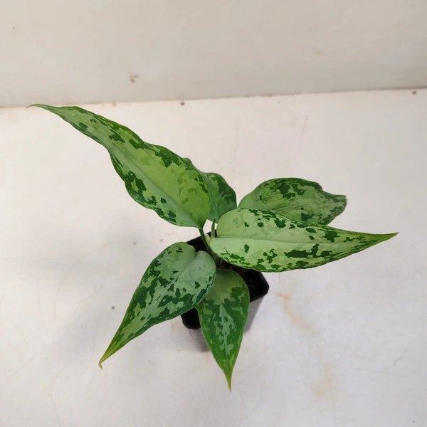 Aglaonema Pictum White Devil - Plastic Handle