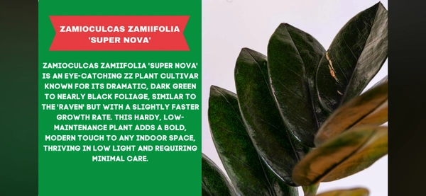 ZZ-SUPER NOVA - Plastic Handle