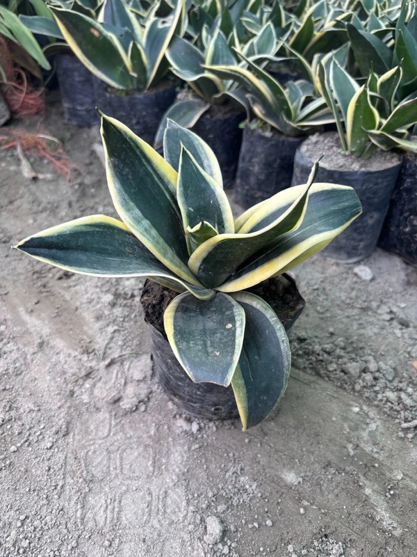 Sansevieria trifasciata Variegated