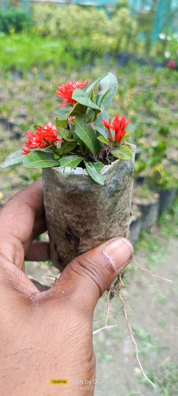 Ixora Mini Dwarf Sapling (100 Pcs.)