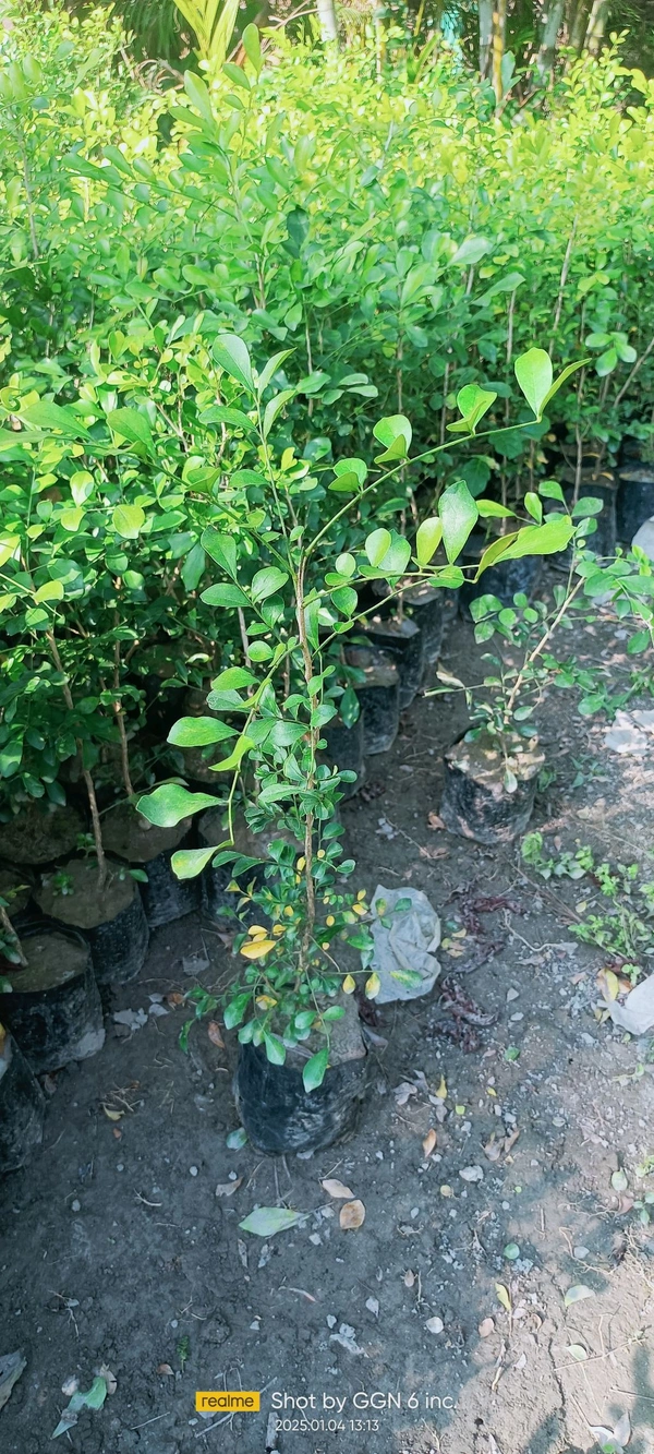 Kamini -Murraya Paniculata 