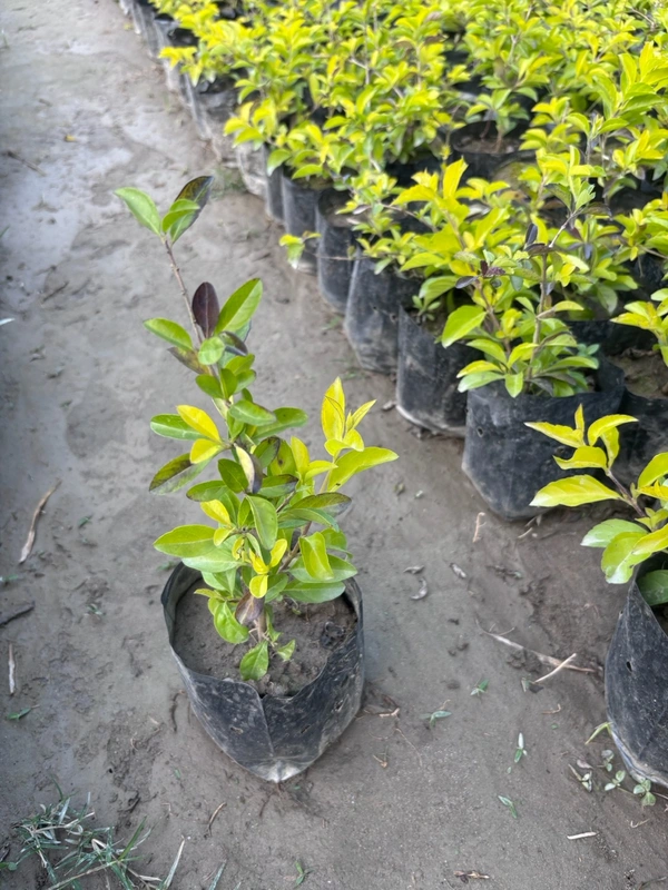 Golden Hedge -Duranta