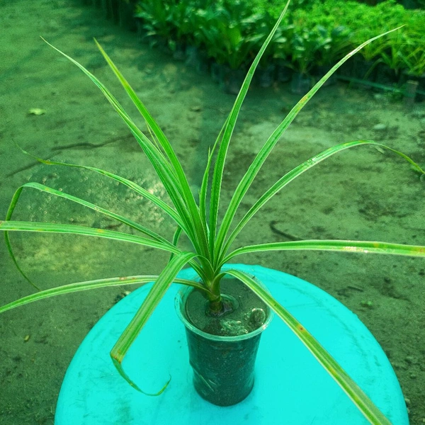 Dracaena Colorama Green Sapling (100 Pcs.)