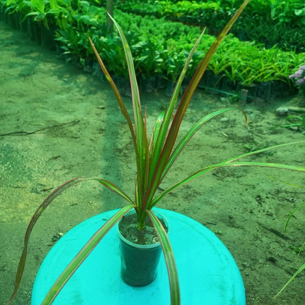 Dracaena Colorama Red Sapling (100 Pcs.)