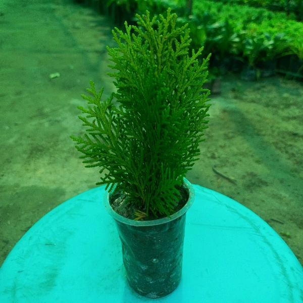 Thuja Plant Sapling (100 Pcs.)