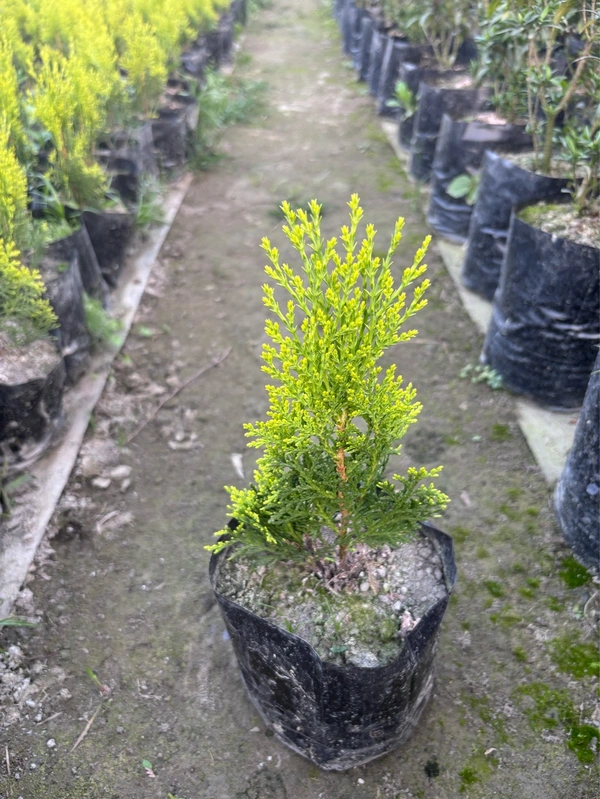 Thuja Golden