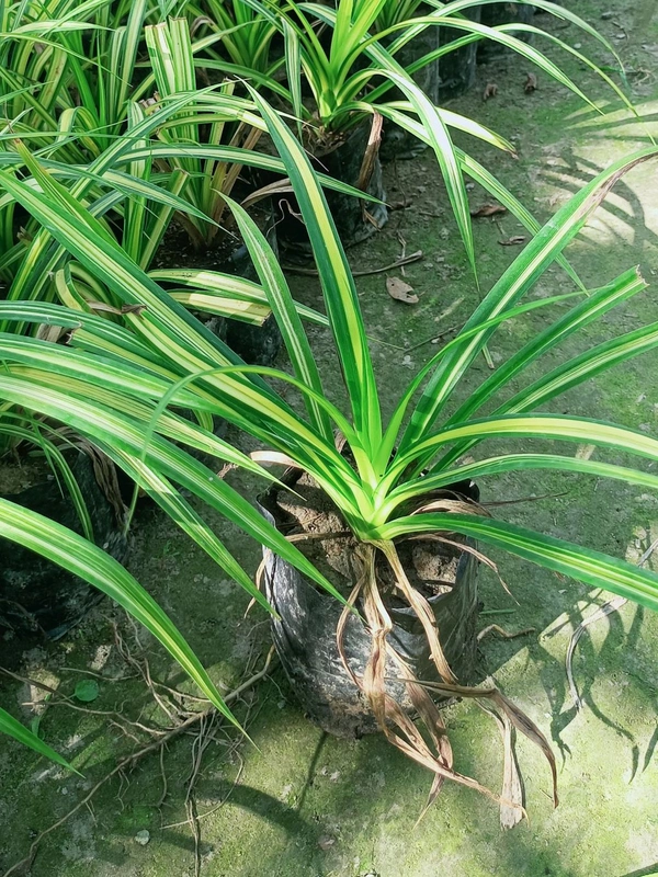 Pandanus veitchii 