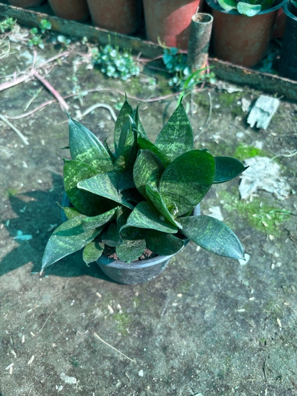 Sansevieria trifasciata