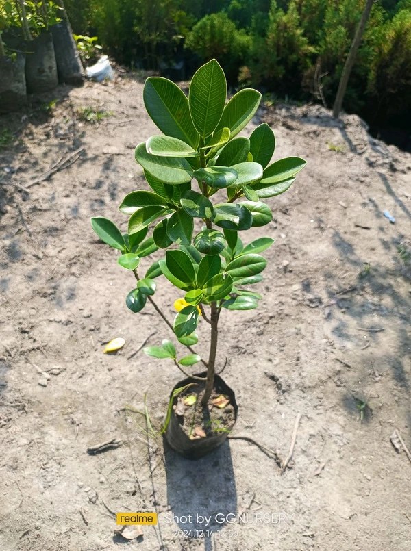 Ficus Retusa (Ficus Panda)