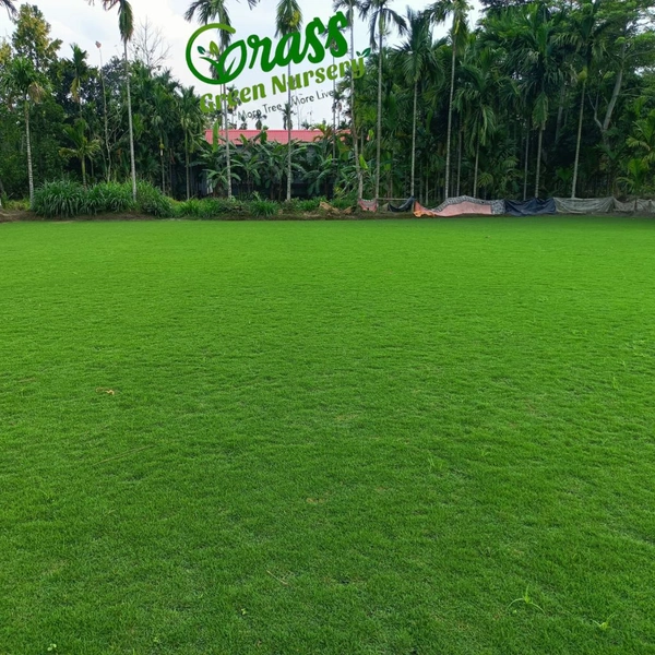 Lawn Grass Carpet 