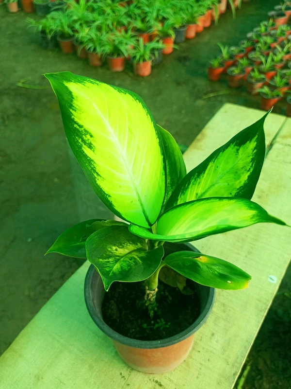 Dieffenbachia ‘Honeydew’
