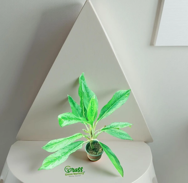 Dieffenbachia ‘Panther’