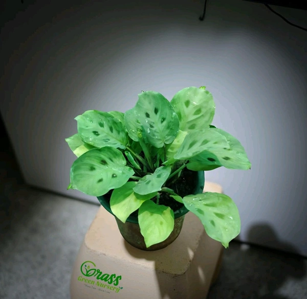 Maranta (Rabbit Foot )
