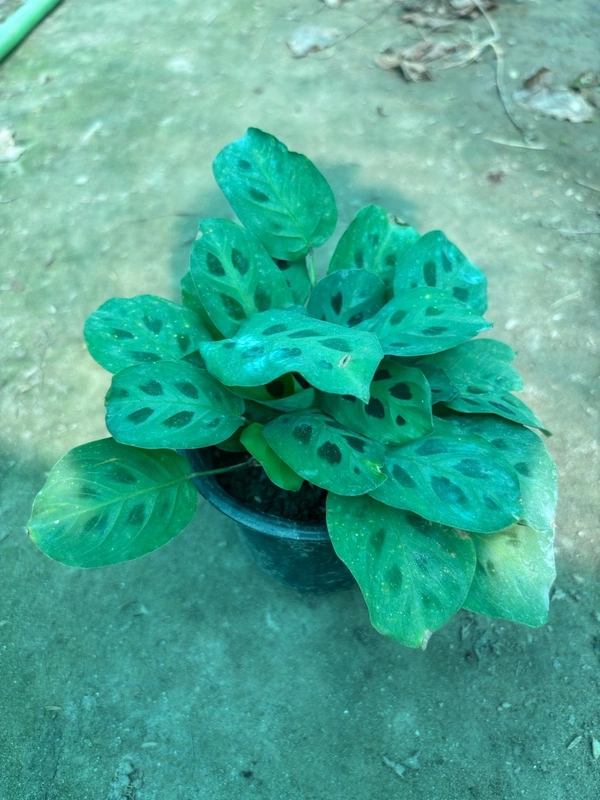 Maranta-Rabbit Foot