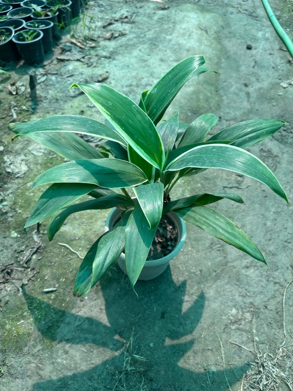 Cordyline Cannifolia