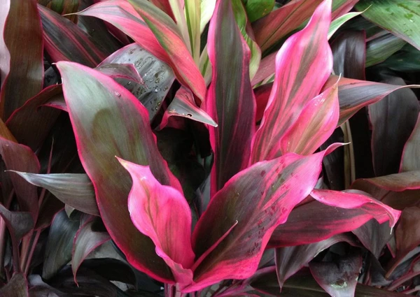 Cordyline Rubra Variegated (50 Pcs.)