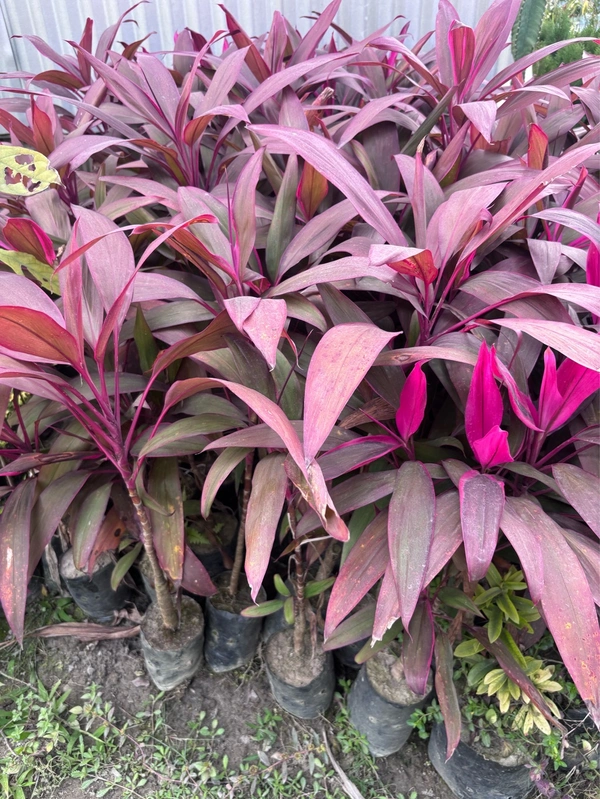 Cordyline Rubra (Ti Plant)