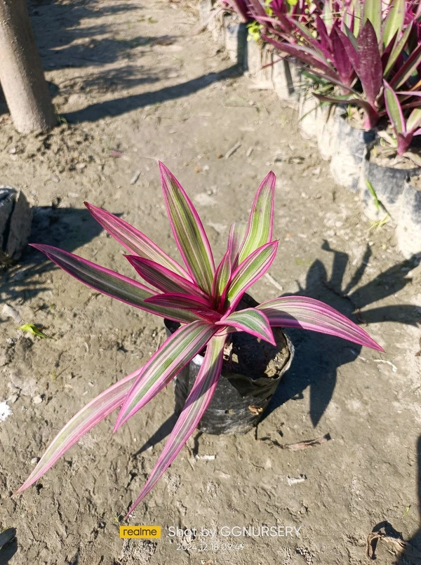 Rhoeo (Oyster Plant) Variegated 