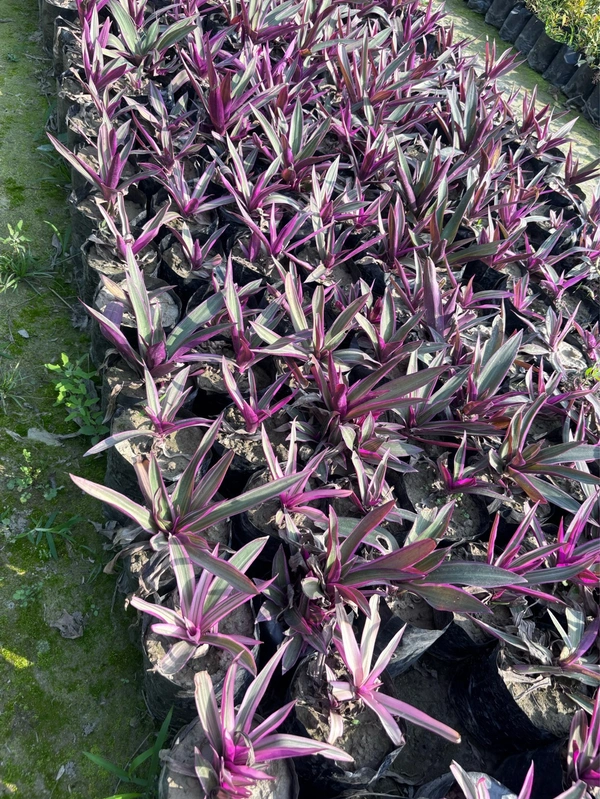 Rhoeo (Oyster Plant) Variegated