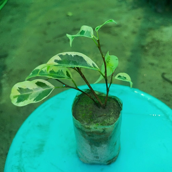 Ficus Benjamina -Starlight Sapling (100 Pcs.)