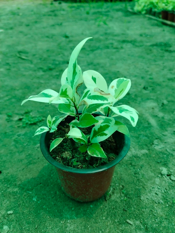 Ficus Prestige Plant