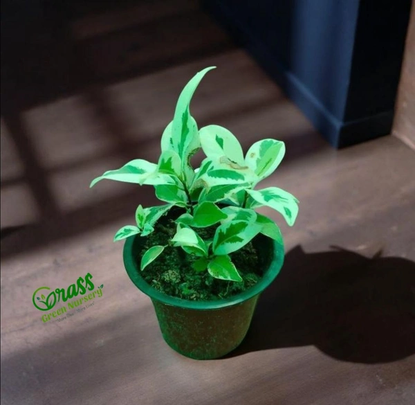 Ficus Prestige Plant