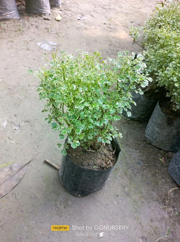 Aralia Miniature 