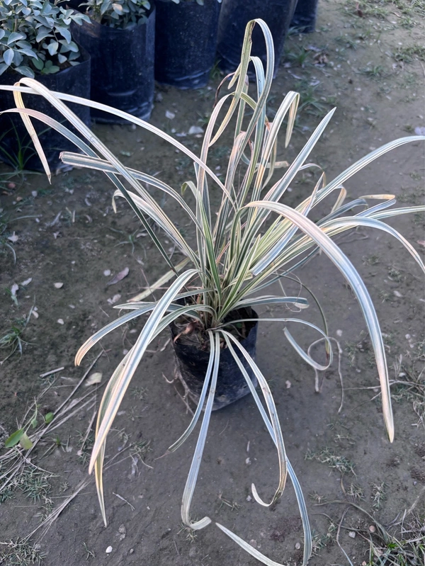 Ribbon Grass -Reed canary grass