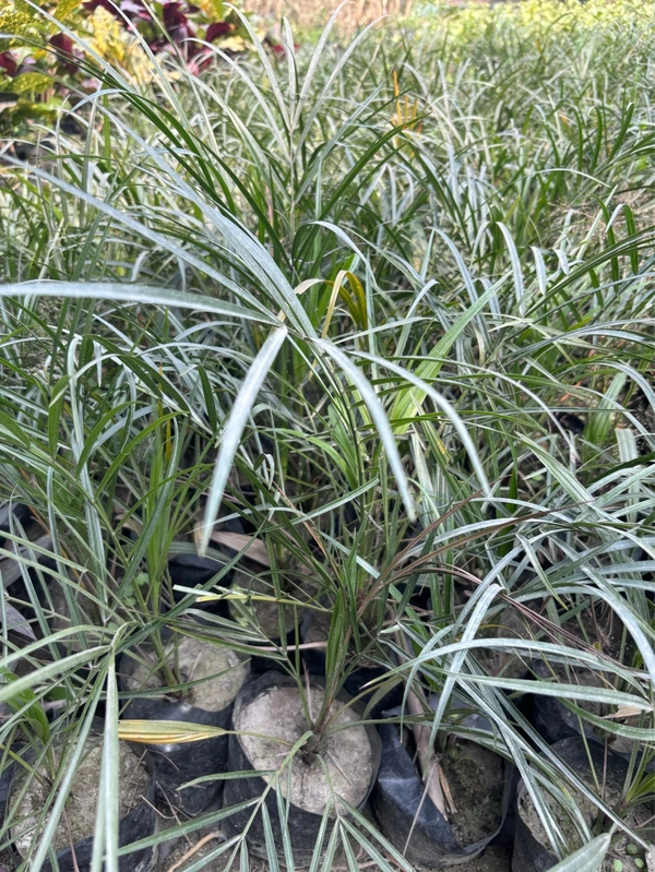 Phoenix Palm