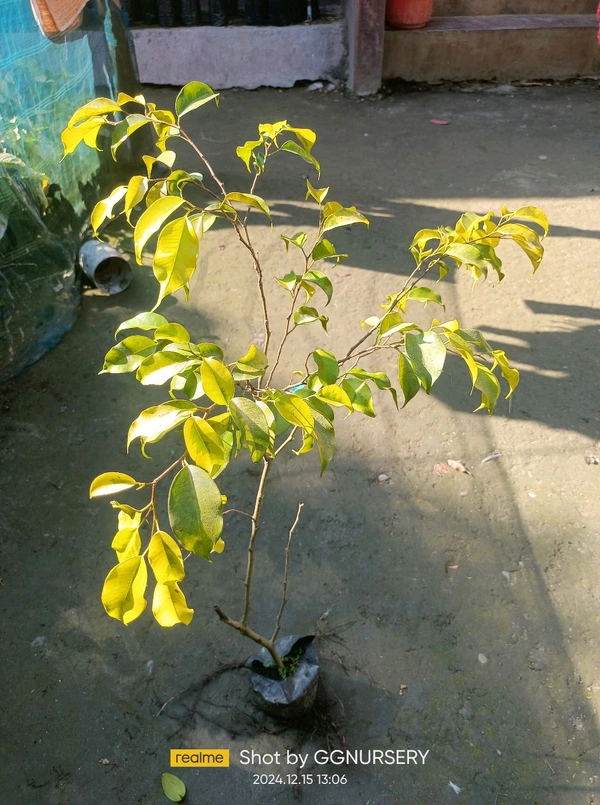 Ficus Benjamina -Golden King 