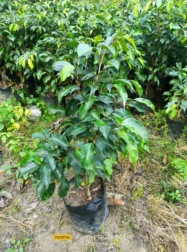Ficus Benjamina -Black 