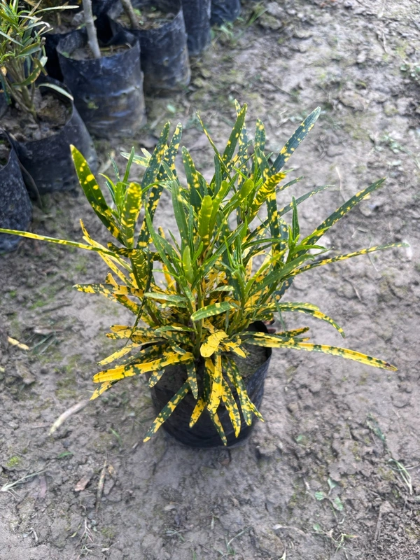 Gold Star Croton