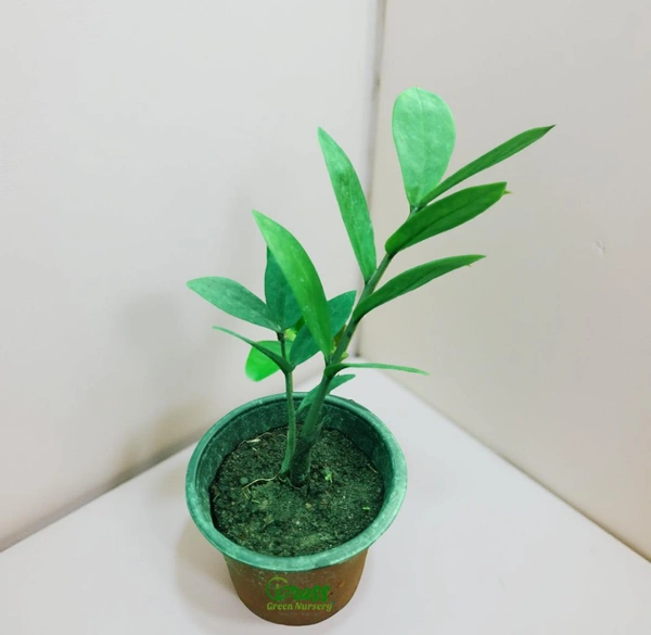 ZZ Plant Zenzi