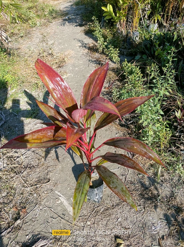 Cordyline Rubra 