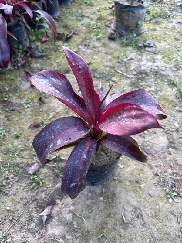 Cordyline Rubra