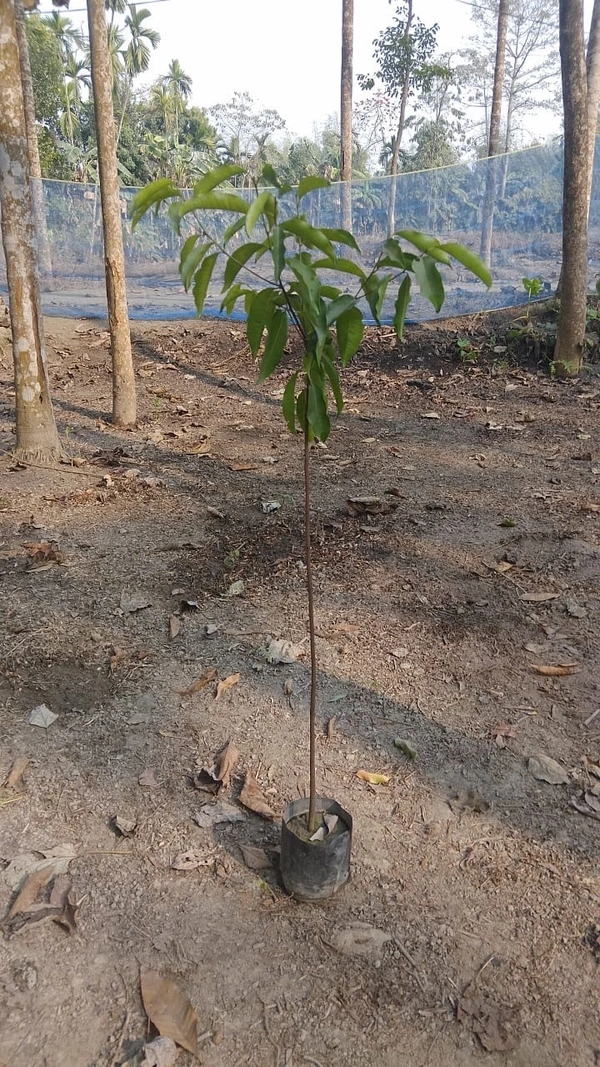 Bakul-Spanish Cherry