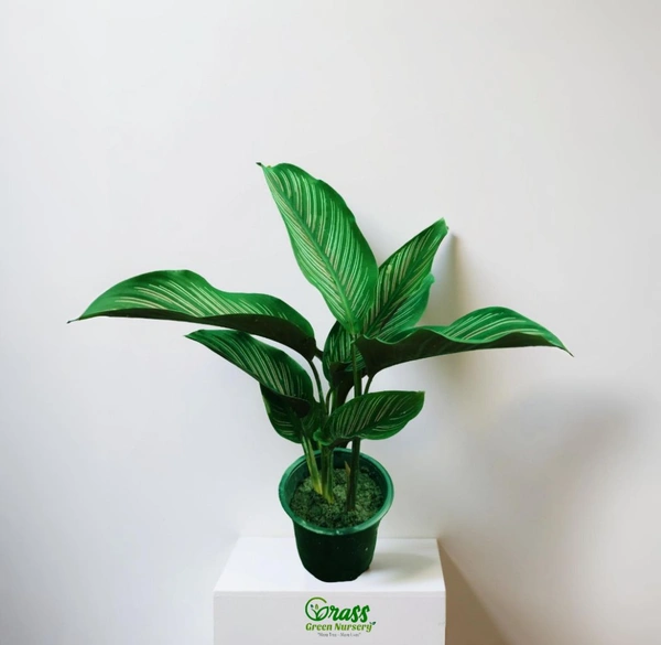Calathea Ornata Sanderiana
