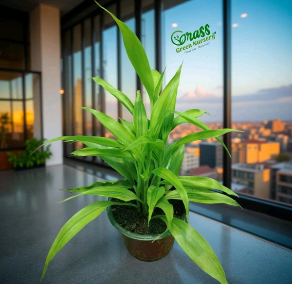 Dracaena Sanderiana (Lucky Bamboo)