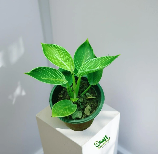 Philodendron Birkin 